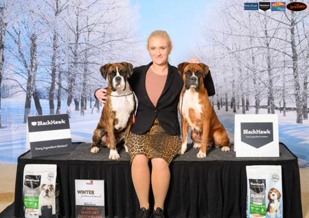 Boxer for sale by SHOWNWIN