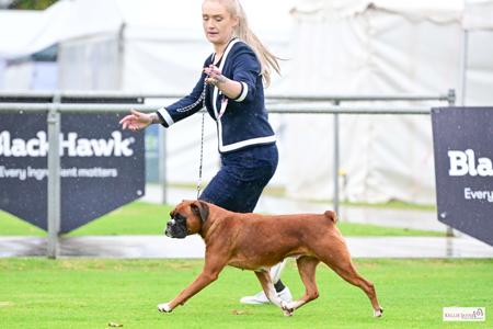 Boxer for sale by SHOWNWIN