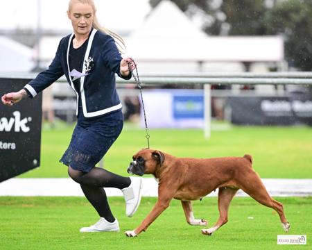 Boxer for sale by SHOWNWIN