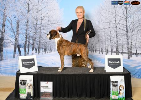 Boxer for sale by SHOWNWIN