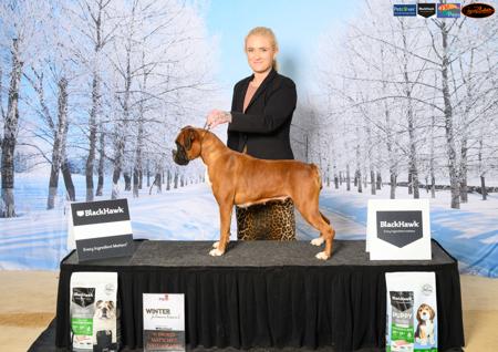 Boxer for sale by SHOWNWIN