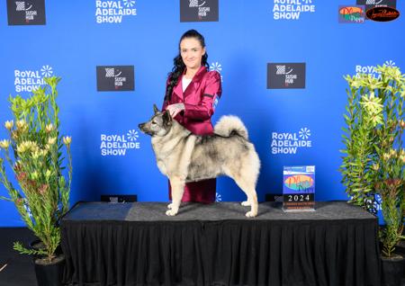 Norwegian Elkhound for sale by SHOWNWIN 