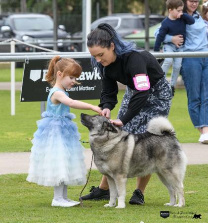 Norwegian Elkhound for sale by SHOWNWIN 