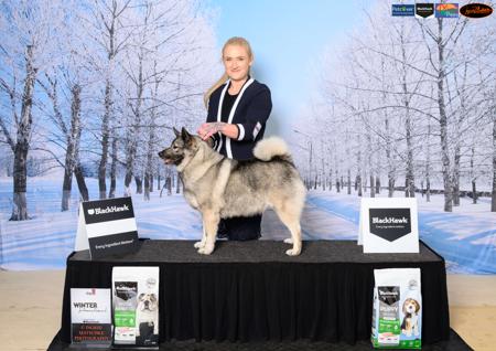 Norwegian Elkhound for sale by SHOWNWIN 