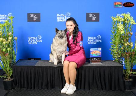 Norwegian Elkhound for sale by SHOWNWIN 