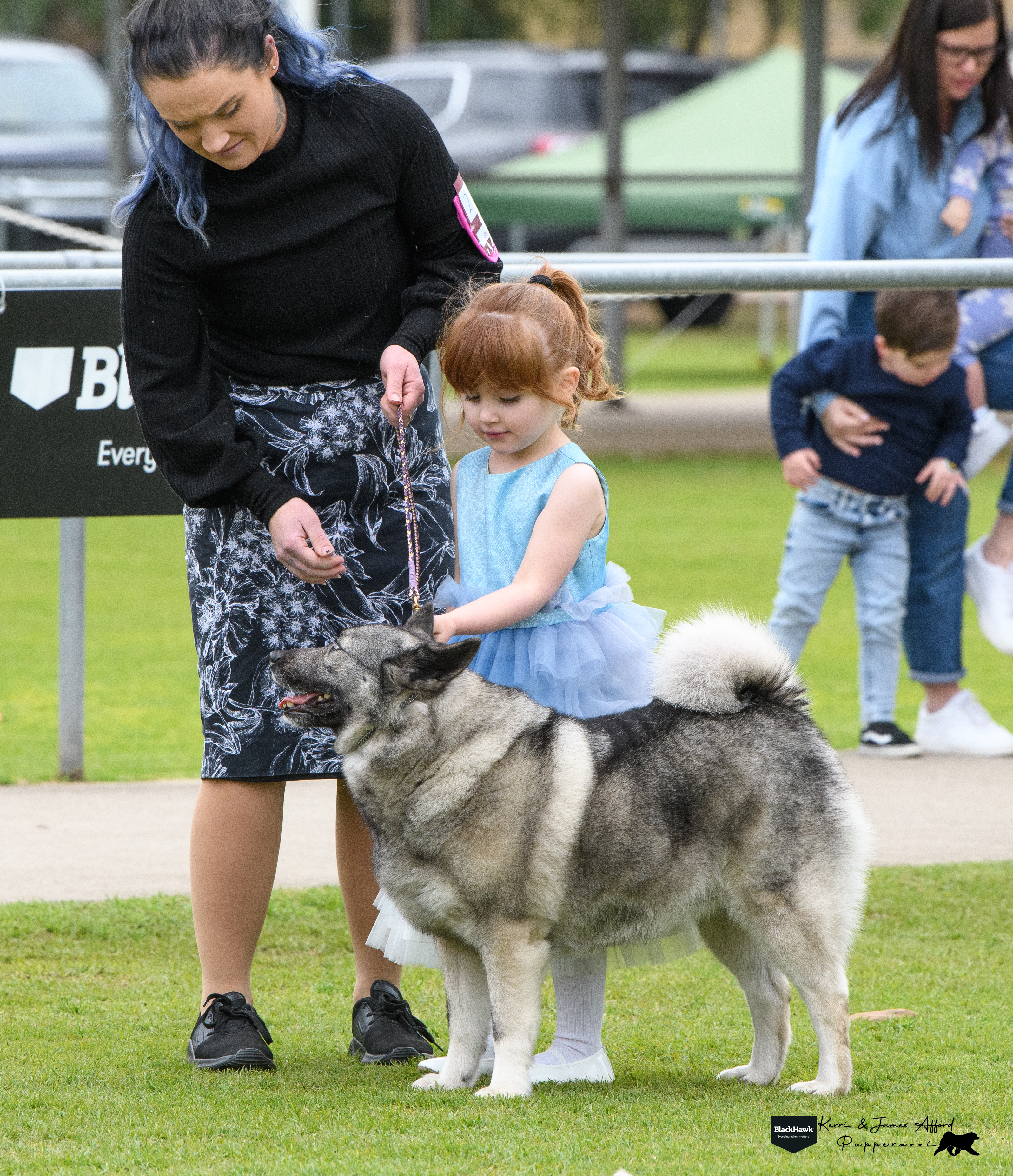 Norwegian Elkhound for sale by SHOWNWIN 