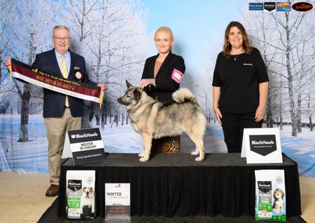 Norwegian Elkhound for sale by SHOWNWIN