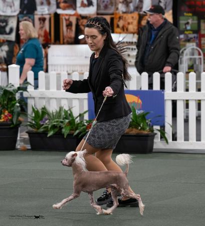 Chinese Crested Dog for sale by SHOWNWIN