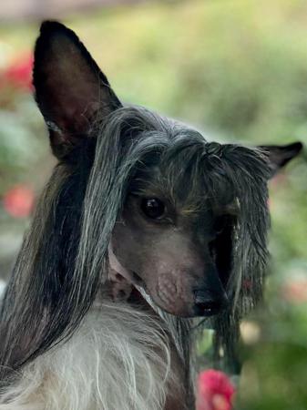 Chinese Crested Dog for sale by SHOWNWIN