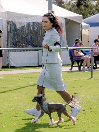 Chinese Crested Dog for sale by SHOWNWIN