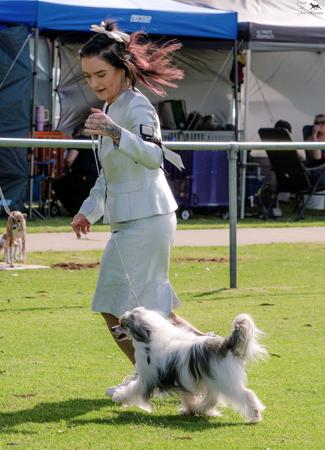 Chinese Crested Dog for sale by SHOWNWIN