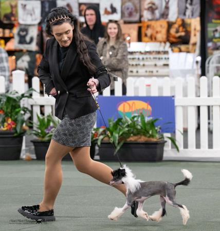 Chinese Crested Dog for sale by SHOWNWIN