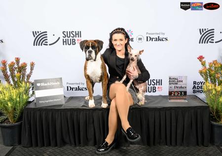 Chinese Crested Dog for sale by SHOWNWIN