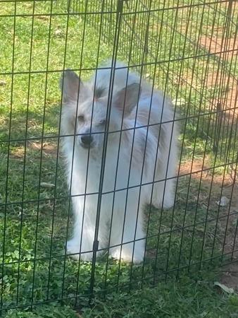 Chinese Crested Dog puppy for sale by FRODO123