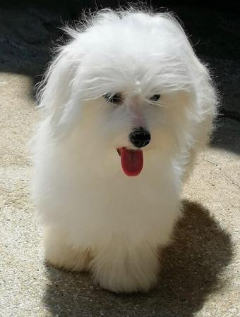 Coton De Tulear for sale by BONFLOR