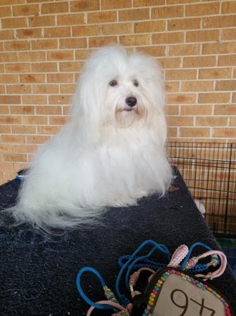 Coton De Tulear for sale by BONFLOR