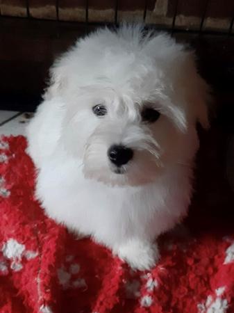 Coton De Tulear for sale by BONFLOR