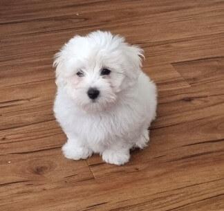 Coton De Tulear for sale by BONFLOR