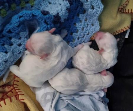 Coton De Tulear for sale by BONFLOR