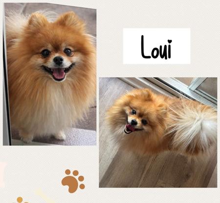 Pomeranian for sale by POMEXQUIS