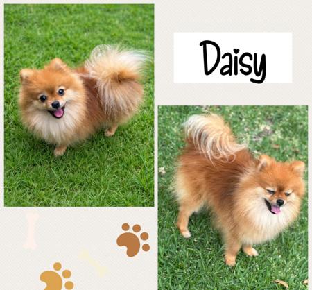 Pomeranian for sale by POMEXQUIS