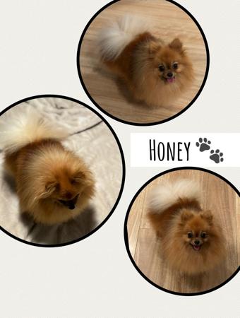 Pomeranian for sale by POMEXQUIS