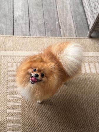 Pomeranian for sale by POMEXQUIS