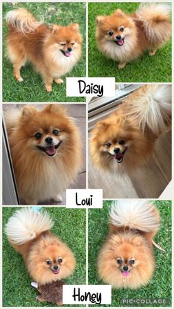 Pomeranian for sale by POMEXQUIS