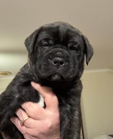 Bullmastiff for sale by BENNEXTREME