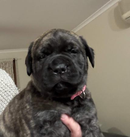 Bullmastiff for sale by BENNEXTREME