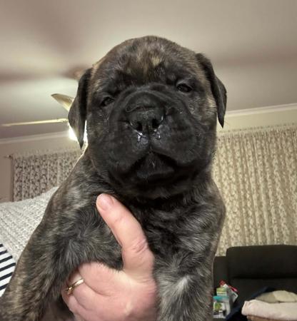 Bullmastiff for sale by BENNEXTREME