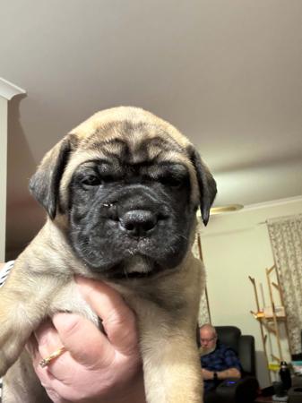 Bullmastiff for sale by BENNEXTREME