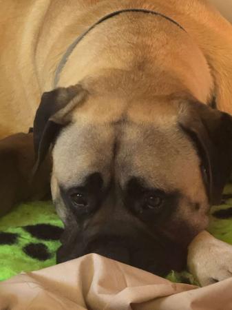 Bullmastiff for sale by BENNEXTREME