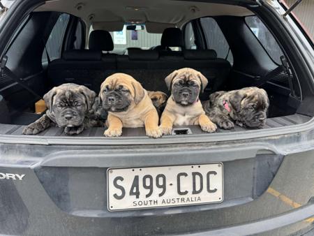 Bullmastiff for sale by BENNEXTREME