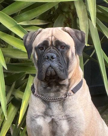 Bullmastiff for sale by BENNEXTREME