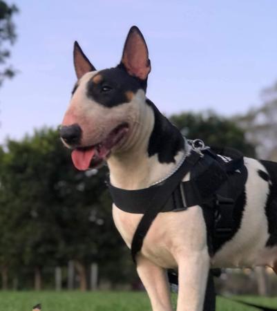 Bull Terrier for sale by BULLZEYE