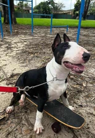 Bull Terrier for sale by BULLZEYE