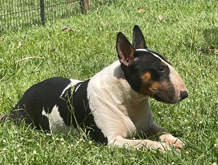 Bull Terrier for sale by BULLZEYE