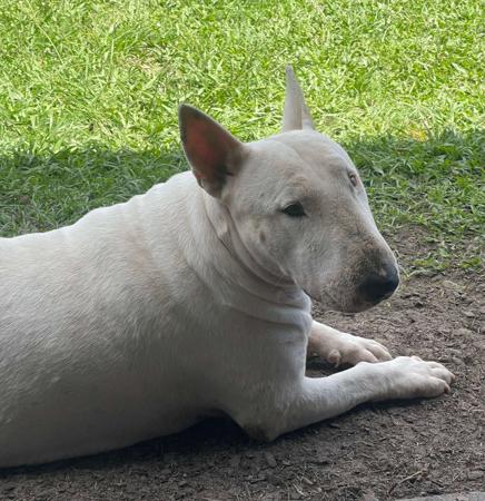 Bull Terrier for sale by BULLZEYE