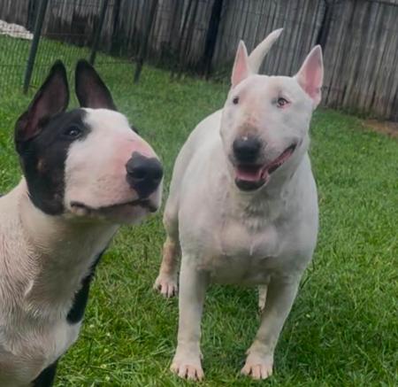 Bull Terrier for sale by BULLZEYE