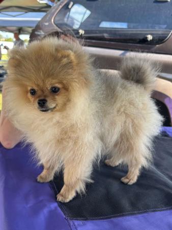 Pomeranian puppy for sale by ISHKABON