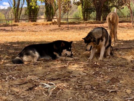 Alaskan Malamute for sale by AMAGUQ