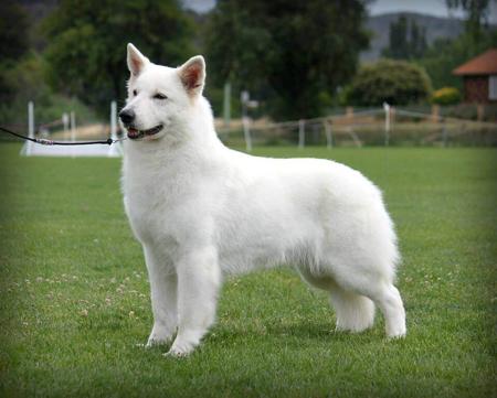 White Swiss Shepherd Dog for sale by SAFFIORAIRE
