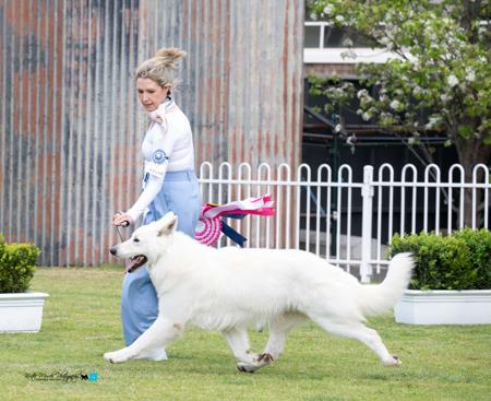 White Swiss Shepherd Dog for sale by SAFFIORAIRE