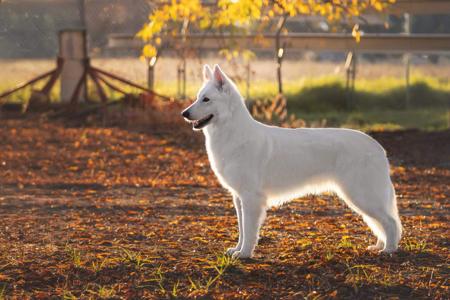 White Swiss Shepherd Dog for sale by SAFFIORAIRE