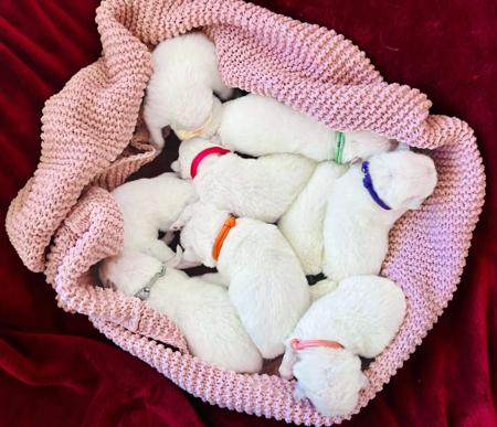 White Swiss Shepherd Dog puppy for sale by SAFFRON