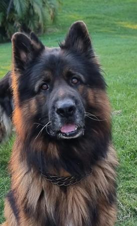 German Shepherd Dog for sale by MONSUMBRA