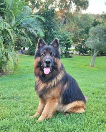 German Shepherd Dog for sale by MONSUMBRA