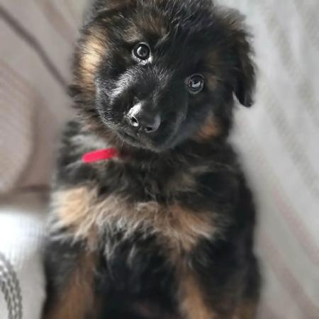 German Shepherd Dog for sale by MONSUMBRA