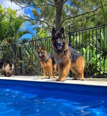 German Shepherd Dog (Long Stock Coat) for sale by MONSUMBRA